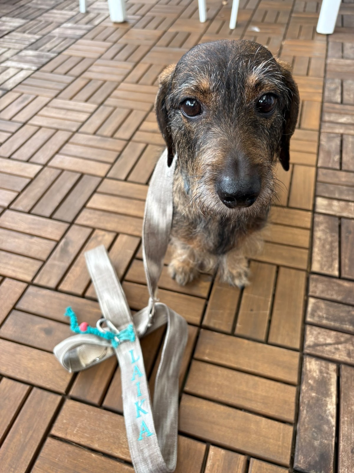 Correas de perro